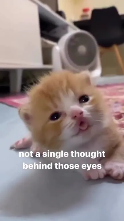 Not a Single Thought Behind Those Eyes