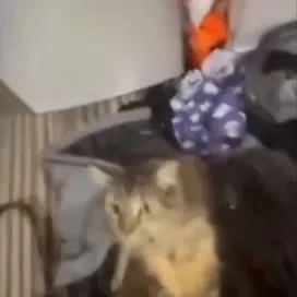 Кот всё ближе к камере