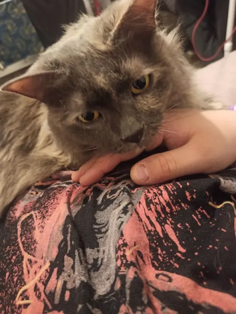 Кот нежно кусает руку