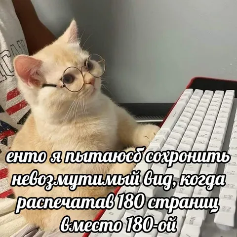 Кот сохраняет невозмутимый вид