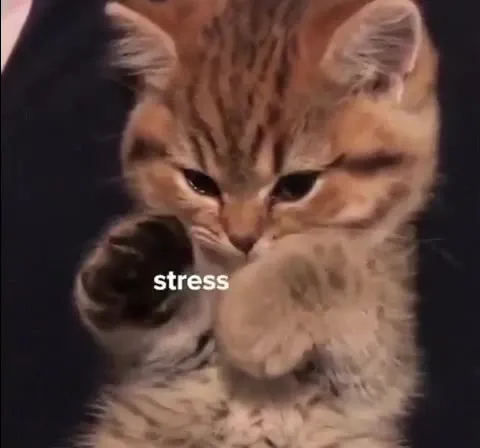 Kitten Lists Life Problems
