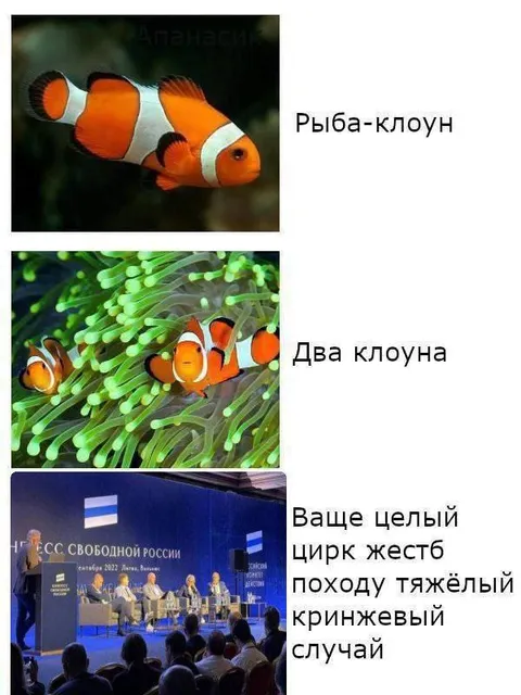 Рыба-клоун и два клоуна