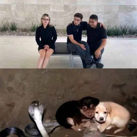 Собака дружит со змеёй