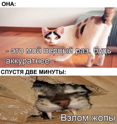Кот после первого раза