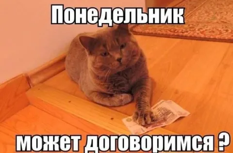 Кот договаривается о понедельнике