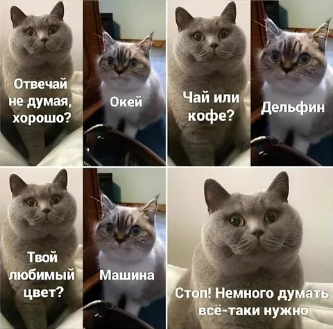 Коты отвечают слишком быстро