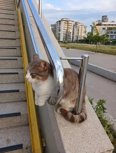 Кот застрял в перилах