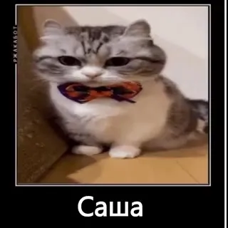 Саша смотрит с достоинством