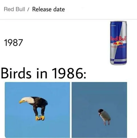 Birds Before Red Bull