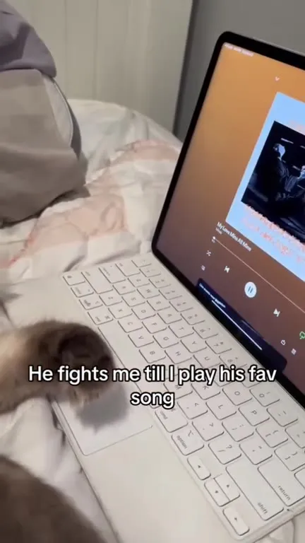 Cat Calms Down to His Favorite Song