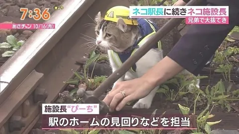 駅の施設長を務める猫