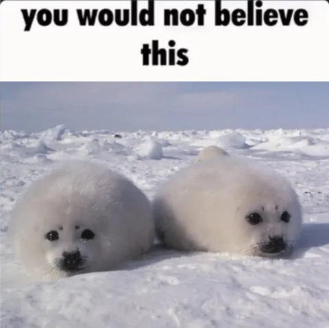 You Would Not Believe This