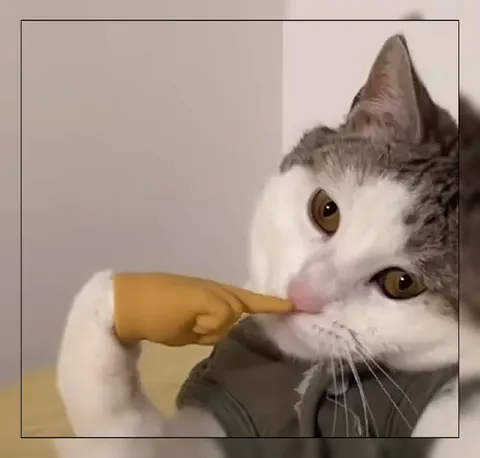 Котик, которого ткнули в нос