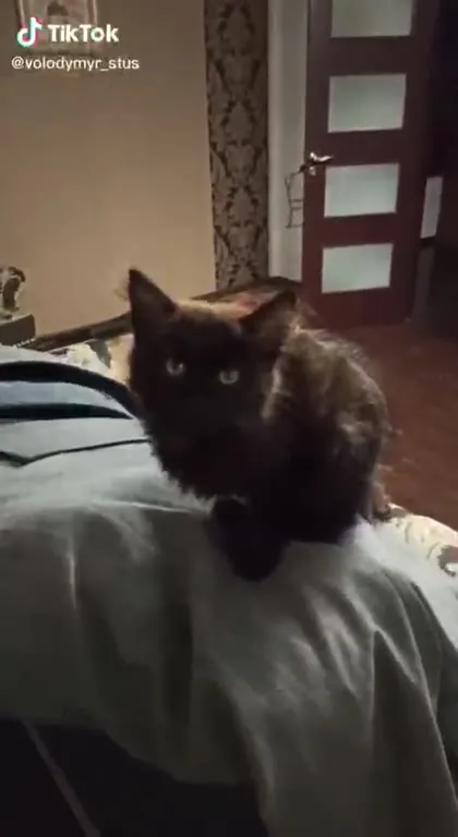 Чёрный кот смотрит в душу