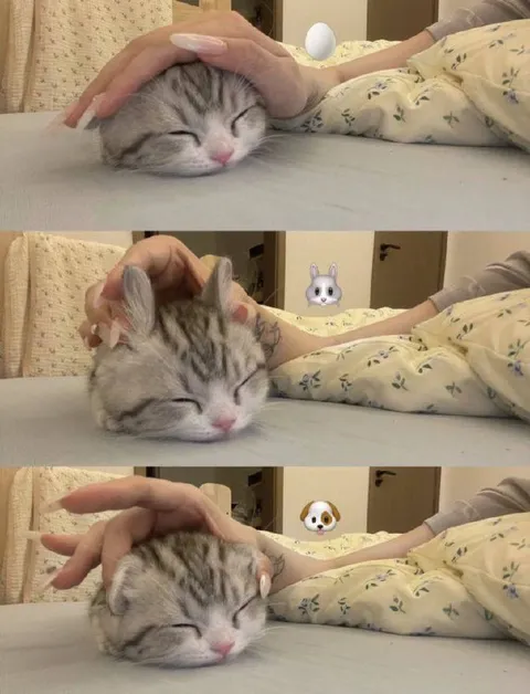 Котик под разными поглаживаниями