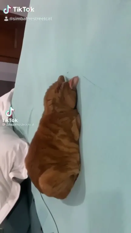 Кот спит у края кровати