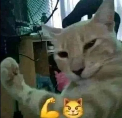 Кот показывает силу