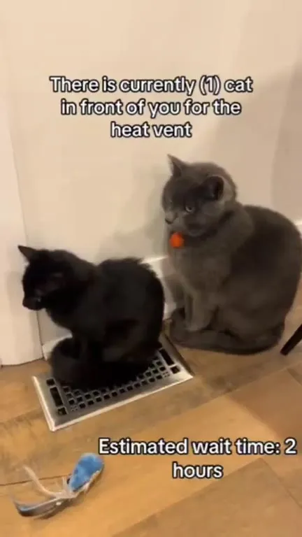 Cat Blocking the Heat Vent