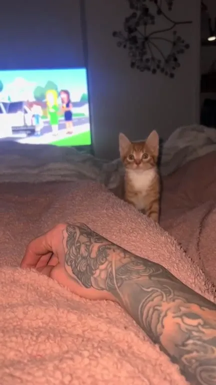 Котёнок услышал дверь