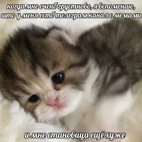 Котик вспоминает о канале