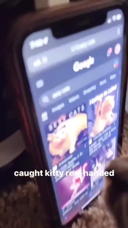 Kitty Caught Looking at Sexy Cats