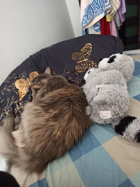 Кот обнимает плюшевую овечку