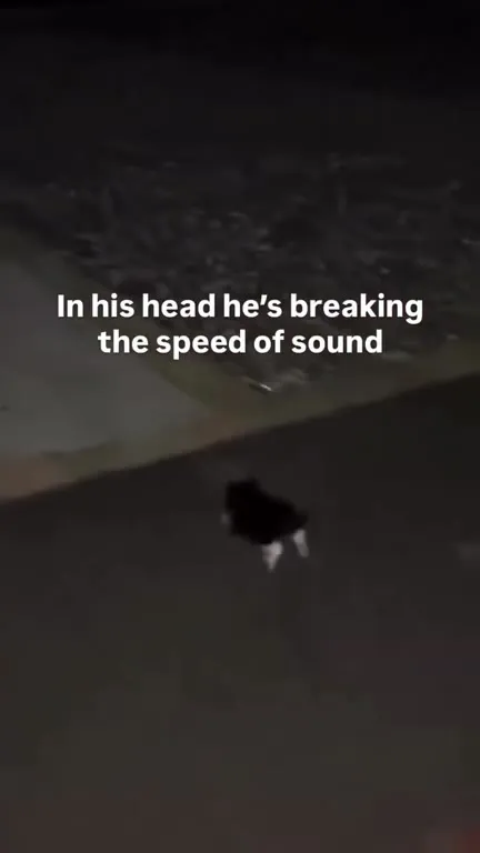 Cat Breaking the Sound Barrier