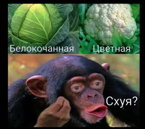 Белокочанная и цветная капуста