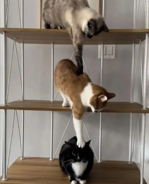 Кошачья лестница поддержки