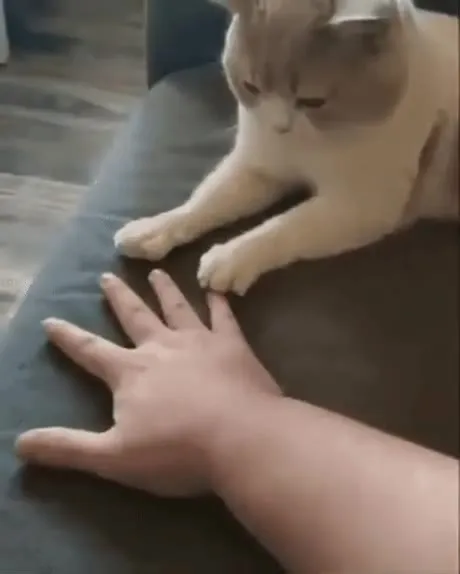 Кот следит за рукой