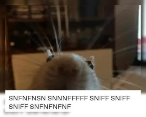 Sniffing Cat Reaction