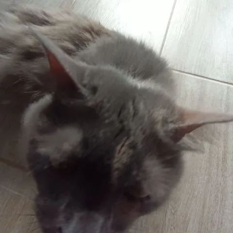Кот крупным планом