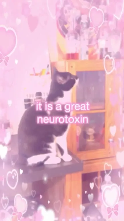 Cat Loves Alcohol Too Much