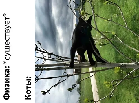 Коты игнорируют физику
