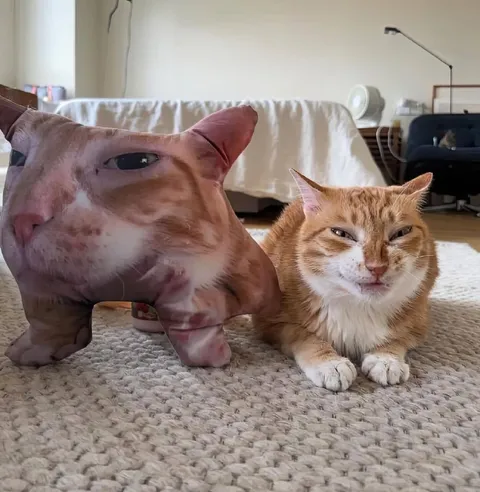 Кот и игрушечный бульдог