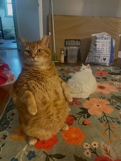 Serious Cat and Sleeping Cat