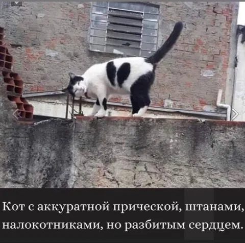 Кот с разбитым сердцем
