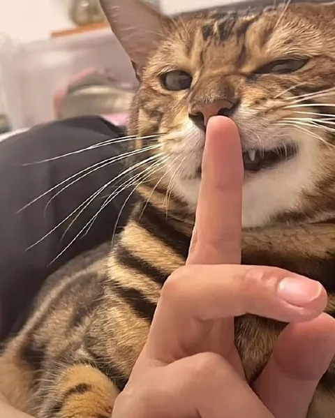 Кот показывает тишину
