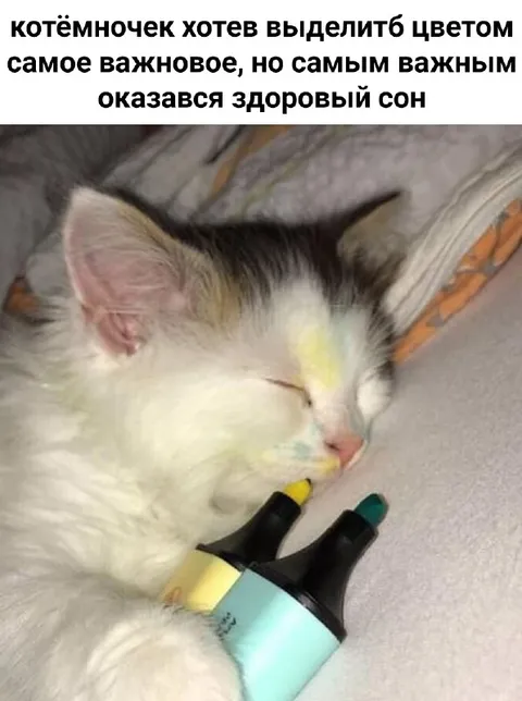 Котёнок выбрал здоровый сон