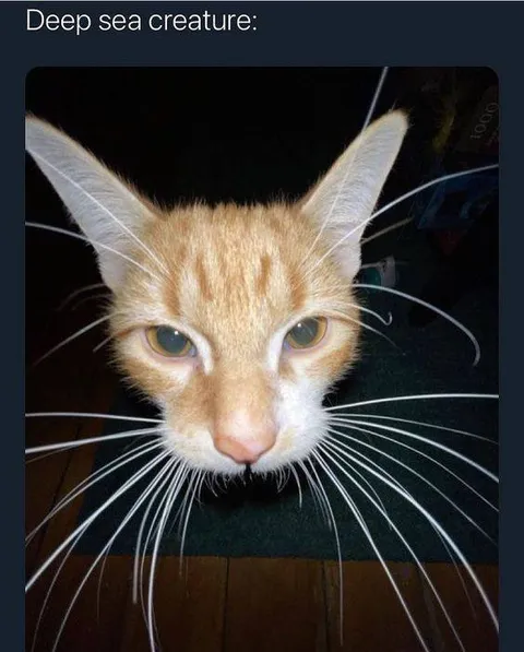 Deep Sea Creature Cat