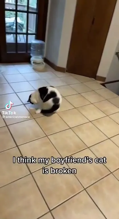 Broken Spinning Cat