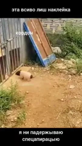 Поросёнок прорывает кордон