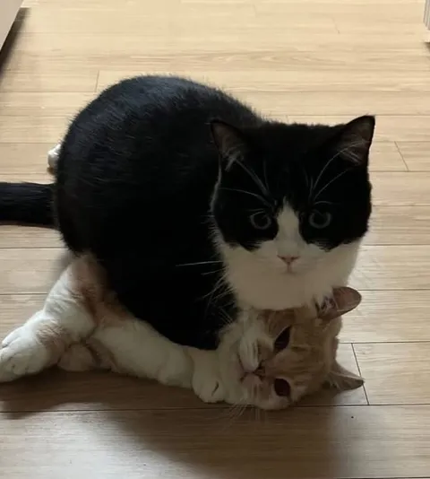 Кот прижал рыжего кота