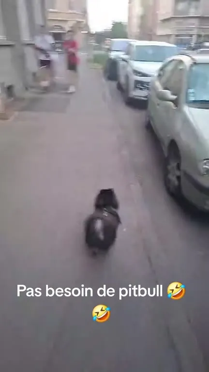Pas besoin de pitbull