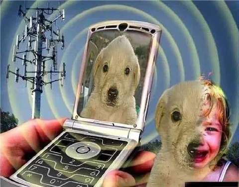 Собака звонит собаке