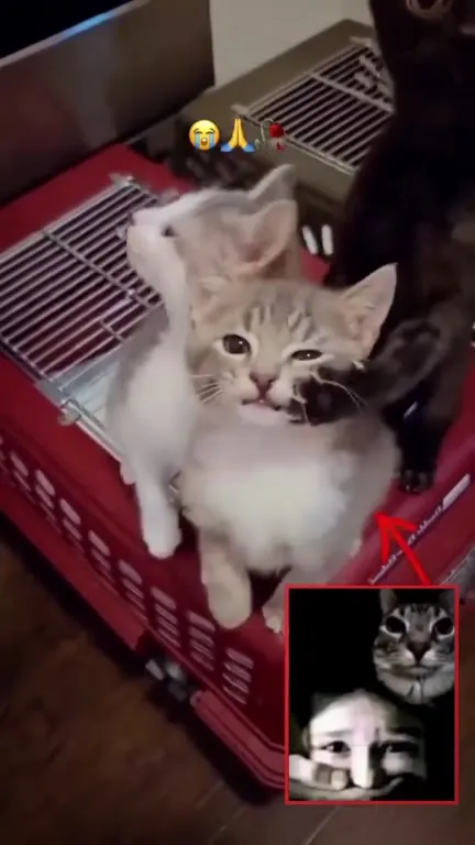 Котята утешают плачущего кота