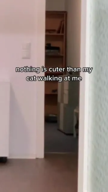 Cat Walking Toward Me