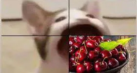 Кот и вишня