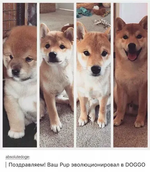 Эволюция Рупа в DOGGO
