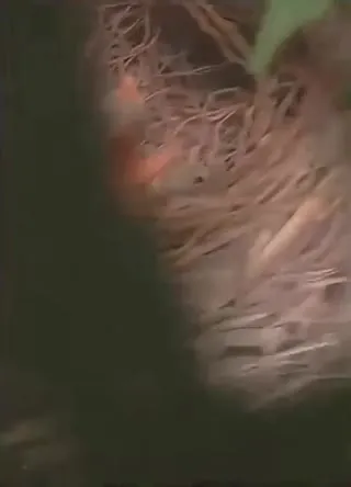 Птенцы танцуют в гнезде